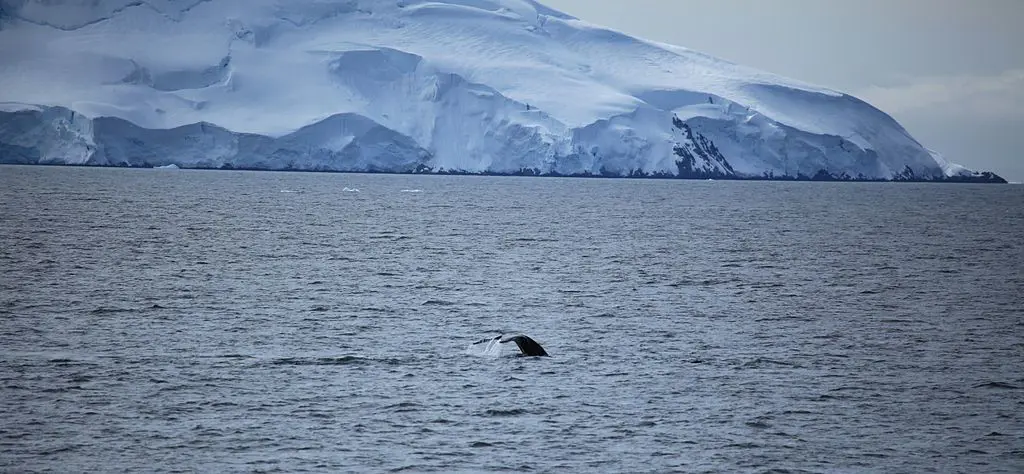humpback-whale-antarctic